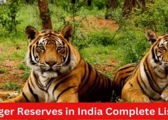 Iconic Tigers Of India You Should Know About